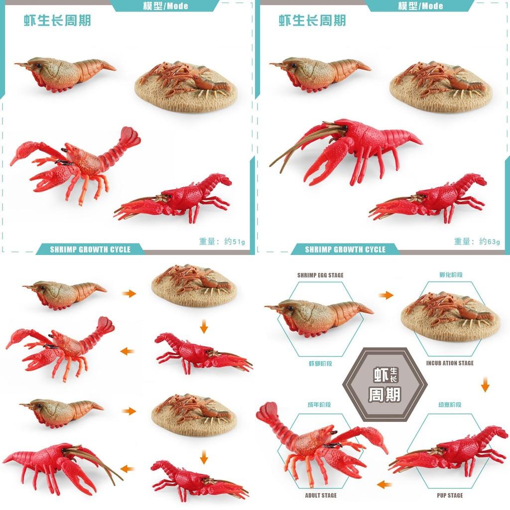 Authentic Crawfish Life Cycle Model Static Pvc Replica Ideal For Learning And Decoration