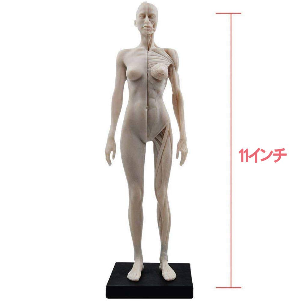 Lucky Panda, лидер продаж, модель женского тела панды, модель человеческого тела, 11 дюймов, 30 см, модель человеческих мышц, скелетно-мышечная скульптура из смолы, компьютерная графика