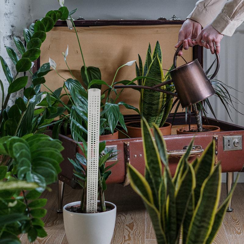 2 шт. Шест для лазания, Поддержка для растений, Ползучие растения, Столб, Цветок, Мох для садового инструмента