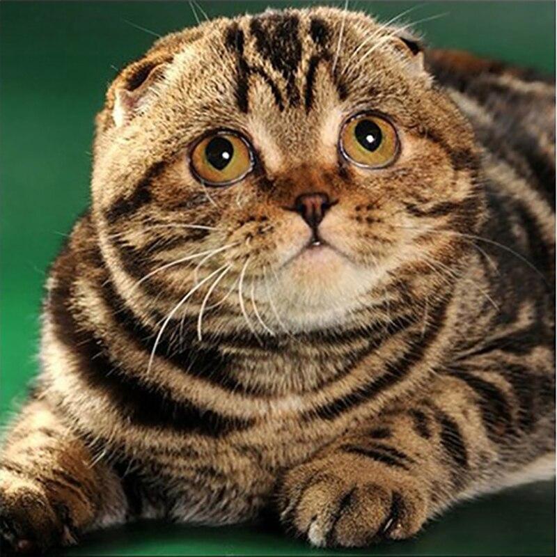 DIY алмазная живопись кошка алмазная вышивка животное вышивка крестиком полная круглая дрель горный хрусталь ручной работы искусство домашний декор подарок