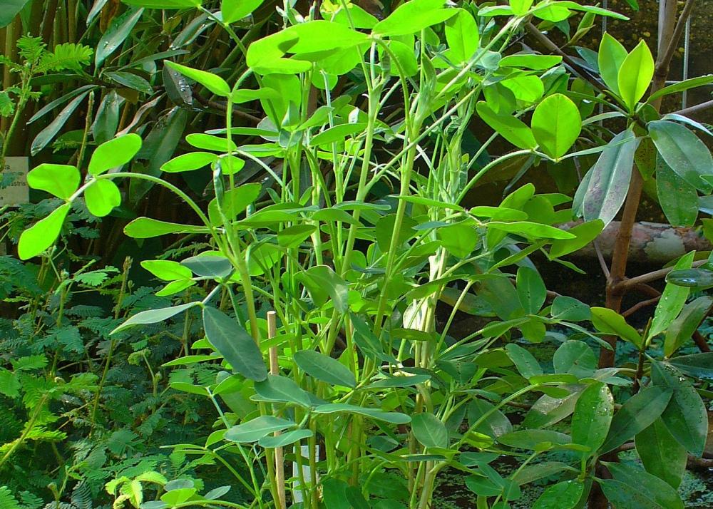 SAFLAX Арахисовое растение - 8 семян - Arachis hypogaea