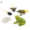 4 шт./5 шт. лягушка тарантул бабочка пчела модель наблюдения за ростом животных игрушки