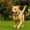 Leather Reflective Dog Collar Adjustable Metal Buckle Rivets Pet Collar Decorative Soft Dog Footprint Collar Pet Supplies