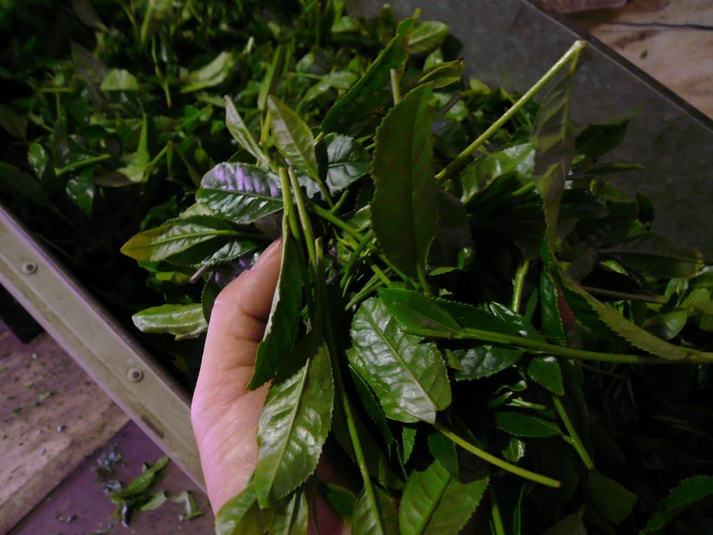 Выгодная упаковка чайных пакетиков Генмаича Исеча, 5 г, 100 чайных пакетиков, Зимний, Чайник, Офис, Дом, Коммерческое использование, Японский чай, Чайные листья, Коричневый рис, Жареный