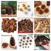American Pine and Spruce Cone: 1-15CM Dried Larch Flowers for DIY Decoration