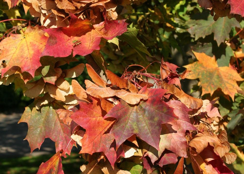 SAFLAX Клен красный - 20 семян - Acer Rubrum