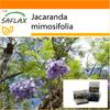 Garden in the Bag - Jacaranda - 50 семян - С субстратом в подходящем пакете-стойке - Jacaranda mimosifolia