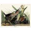 Джон Джеймс Одюбон Плакат «Зеленая цапля»