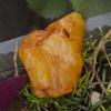 Natural Yellow Sapphire 43 Ct Uncut Raw Rough CERTIFIED Unique Gemstone