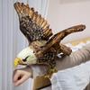Мягкий Орел Реалистичная Птица Животное Игрушка 30см Подарок для Мальчиков и Девочек Декор Спальни