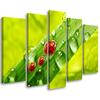 Five Piece Picture Canvas Print Ladybird Leaf Drops