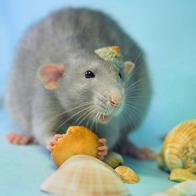 50X50CM 5D Diy Алмазная картина Мышь Животное Алмазная вышивка Мозаика Печенье Вышивка крестиком Домашнее искусство Ручная работа