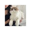 Cute Realistic Cat Plush Toy Fluffy Kitten Soft Stuffed Animal For Children