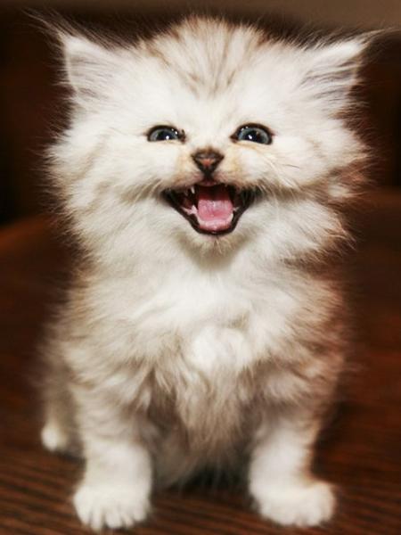 Алмазная картина Кот 5D DIY Алмазная вышивка Распродажа Вышивка крестиком Животные Стразы Мозаика Комплект украшения дома