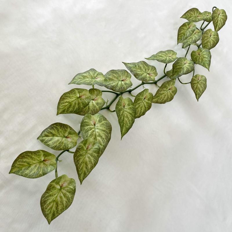 Aureum Cane Epipremnum For Kindergarten Wedding And Photography Settings