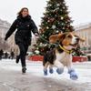 Dog Boots for Snow Warm Pet Protector Shoes Pet Non-Slip Boots for Small Medium and Large Dogs Winter Hiking Outdoor Walking