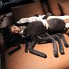 30/40cm Cute Spider Plush Toy Simulation Plushie Stuffed AnimaI Insect Pillow Doll Halloween Room Decoration Children Boy Gift