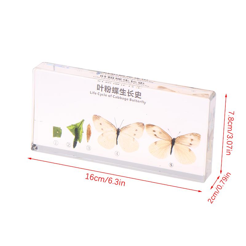 Lifecycle Of Frog/Silkworm/Leaf Butterfly Development Paperweight Specimens In Clear Resin For Science Education