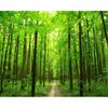 Фотообои 3D Natural Forest Landscape Wall Mural Гостиная Спальня Обои Домашнее украшение Murals