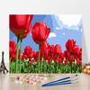 DIY Картина по номерам Искусство Цифровая картина маслом Украшение дома Хобби Номера Живопись Ремесла
