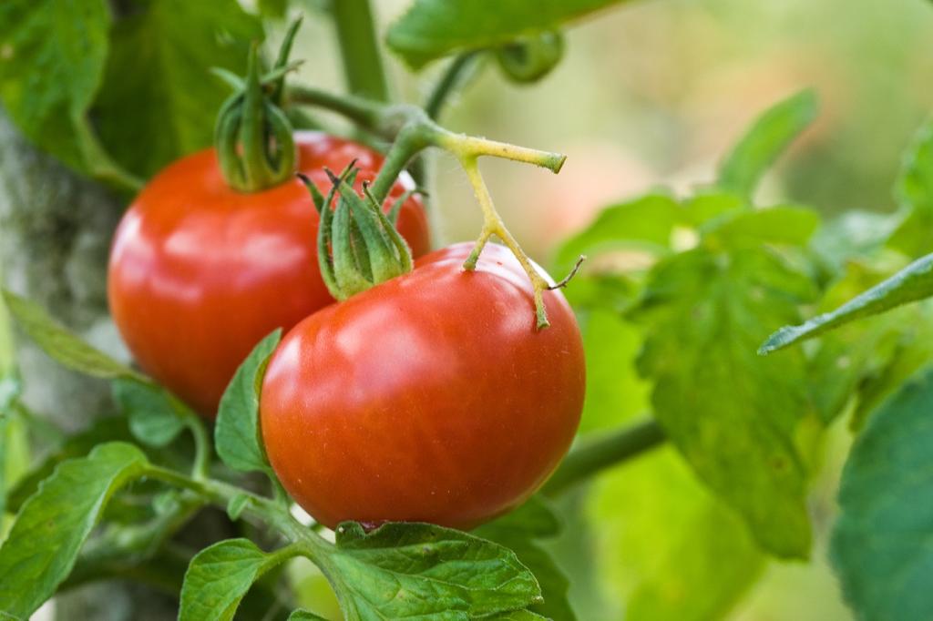 SAFLAX Garden in the Bag - Органический - Помидор - Роза Бернера - 10 семян - С субстратом в подходящем пакете - Solanum lycopersicum