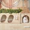 Natural Hamster Wooden Tunnel Funny Hideout Escape Toy Secret Peep Shed  Hedgehog