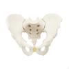Life Size Male Pelvic Skeleton Model Medical Science Education Teaching Equipment Hip