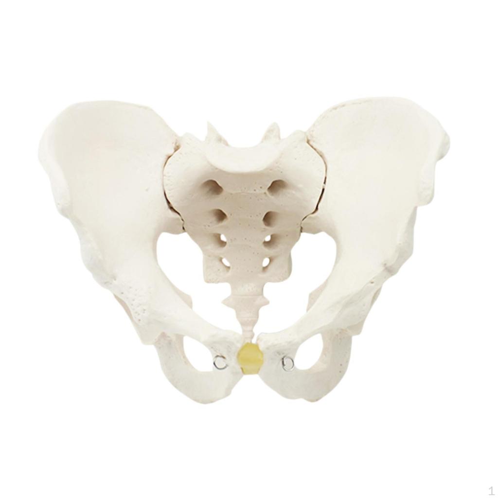 Life Size Male Pelvic Skeleton Model Medical Science Education Teaching Equipment Hip