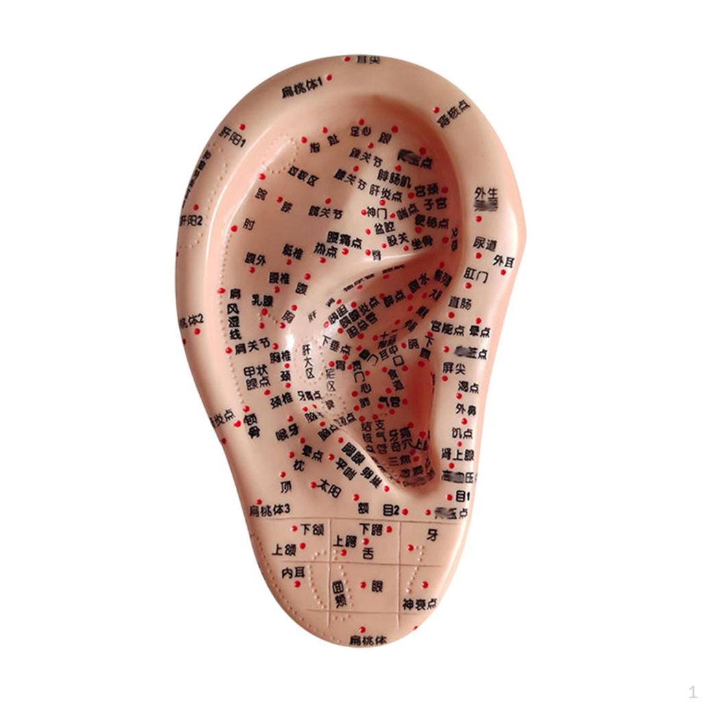 Акупунктурная точка человеческого уха Аурикулярная модель Высокомоделированная практика Учебное пособие для обучения