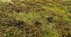 Premium Grass Low 18cm X Model Hobby F510 Mat, Bush, Autumn, 28cm, Scenery, Material, (Diorama)