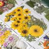 BIG Series: Real Dried Flower Embossing Material Pack for Resin, Phone Cases, Handmade Crafts, Bookmarks, and Leaf Specimens