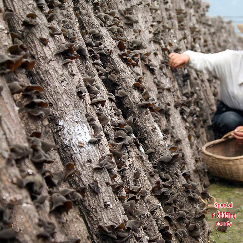 Fangxian Linden Wood Black Fungus