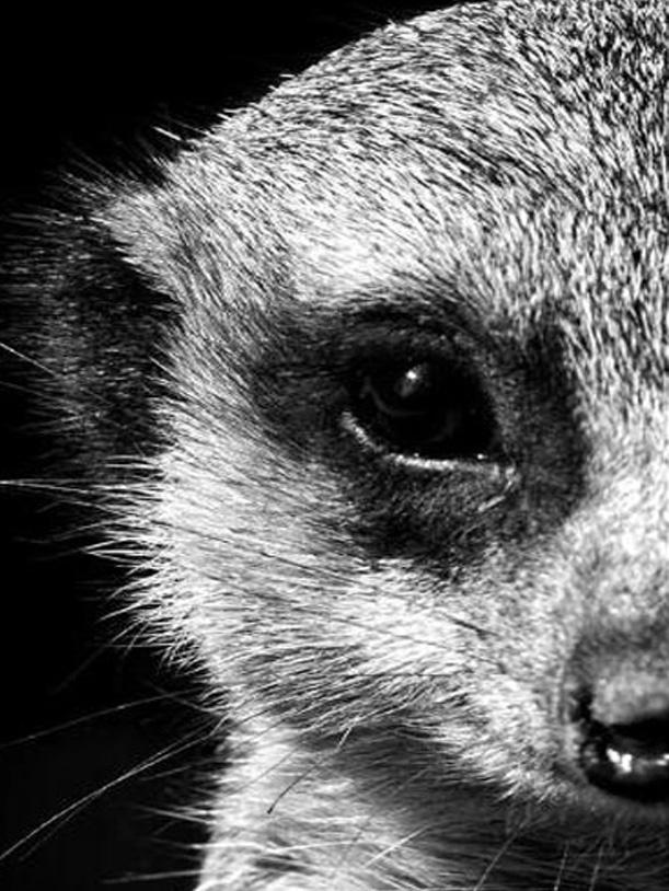 RUOPOTY Картина по номерам Слон, акрил на холсте, уникальный подарок, картина по номерам, лев, животное, украшение для дома