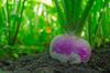 300 Nancy Round Turnip Seeds - Old Vegetable Garden - Reproducible Peasant Seeds - SemiSauvage