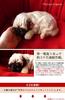 Nini and Kino Perfect Pet Pug Stuffed Toy Dog Realistic Miscellaneous Goods Animal Healing Moving Present Gift Celebration Cute Dog Stuffed Toy (Small