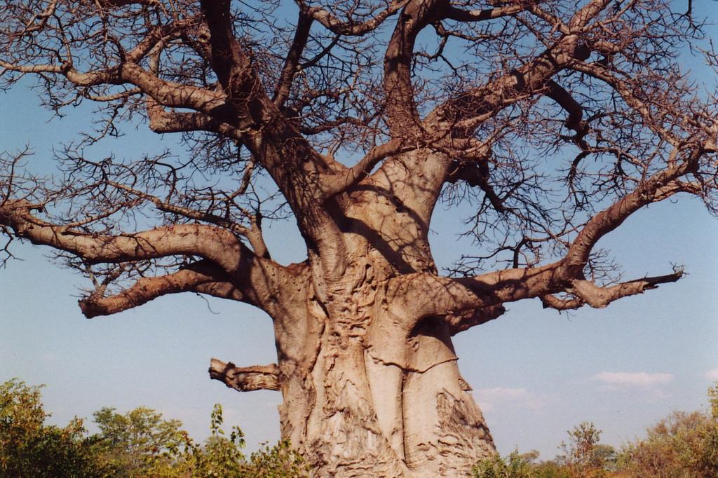 SAFLAX Хлебное дерево африканской обезьяны - 6 семян - Adansonia digitata
