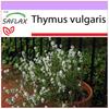 Тимьян обыкновенный - 200 семян - Thymus vulgaris