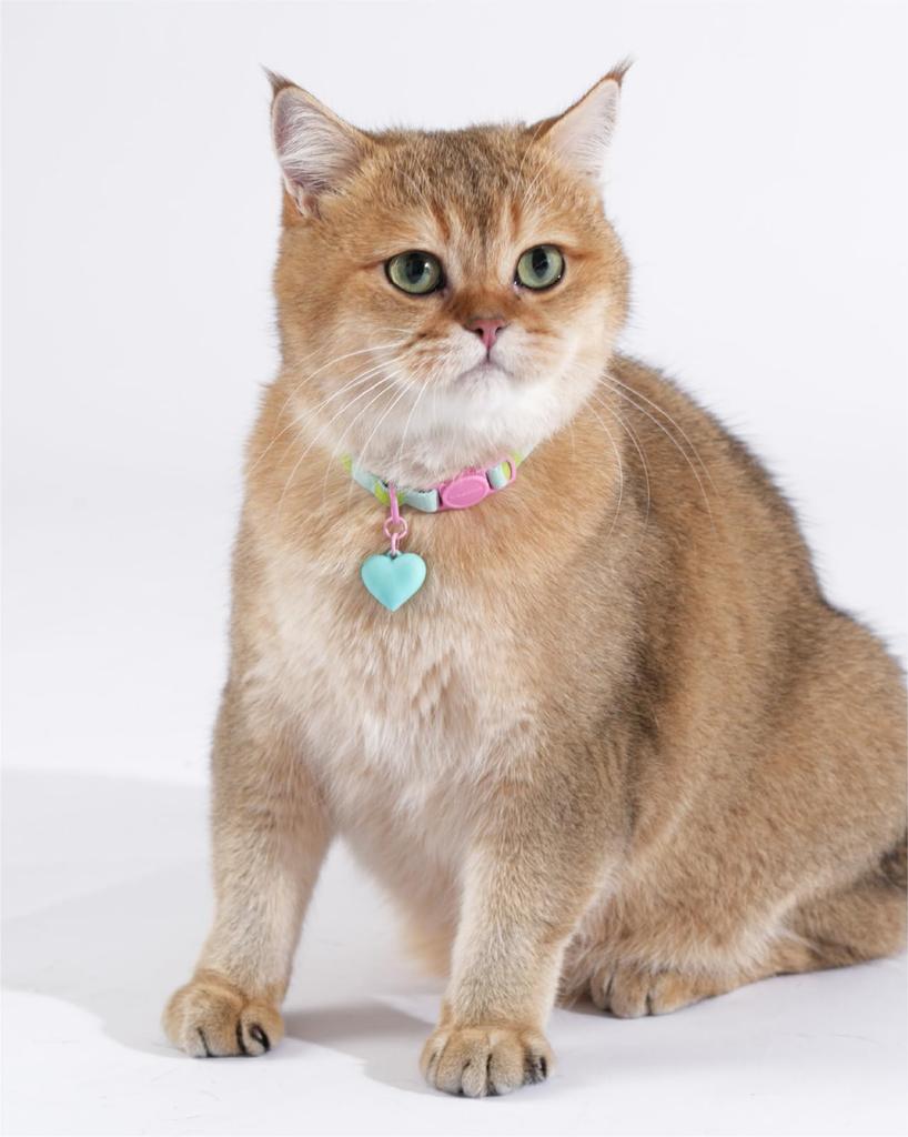 Maogoublue Кошачий ошейник Ошейник для котенка Ошейник для питомца Ошейник для собаки Регулируемый Милый Ошейник для маленькой собаки Кошачий ошейник Кошачья шея Кошачий ошейник Безопасный ошейник для кошки Легкий