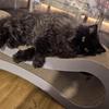 KunMeow 86 см Очень длинная когтеточка для кошек в форме восьмерки - Прочный шезлонг