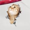 Креативная автомобильная наклейка с 3D-эффектом, водонепроницаемая, не выцветающая, из ПЭТ-материала, наклейка с милым котом для