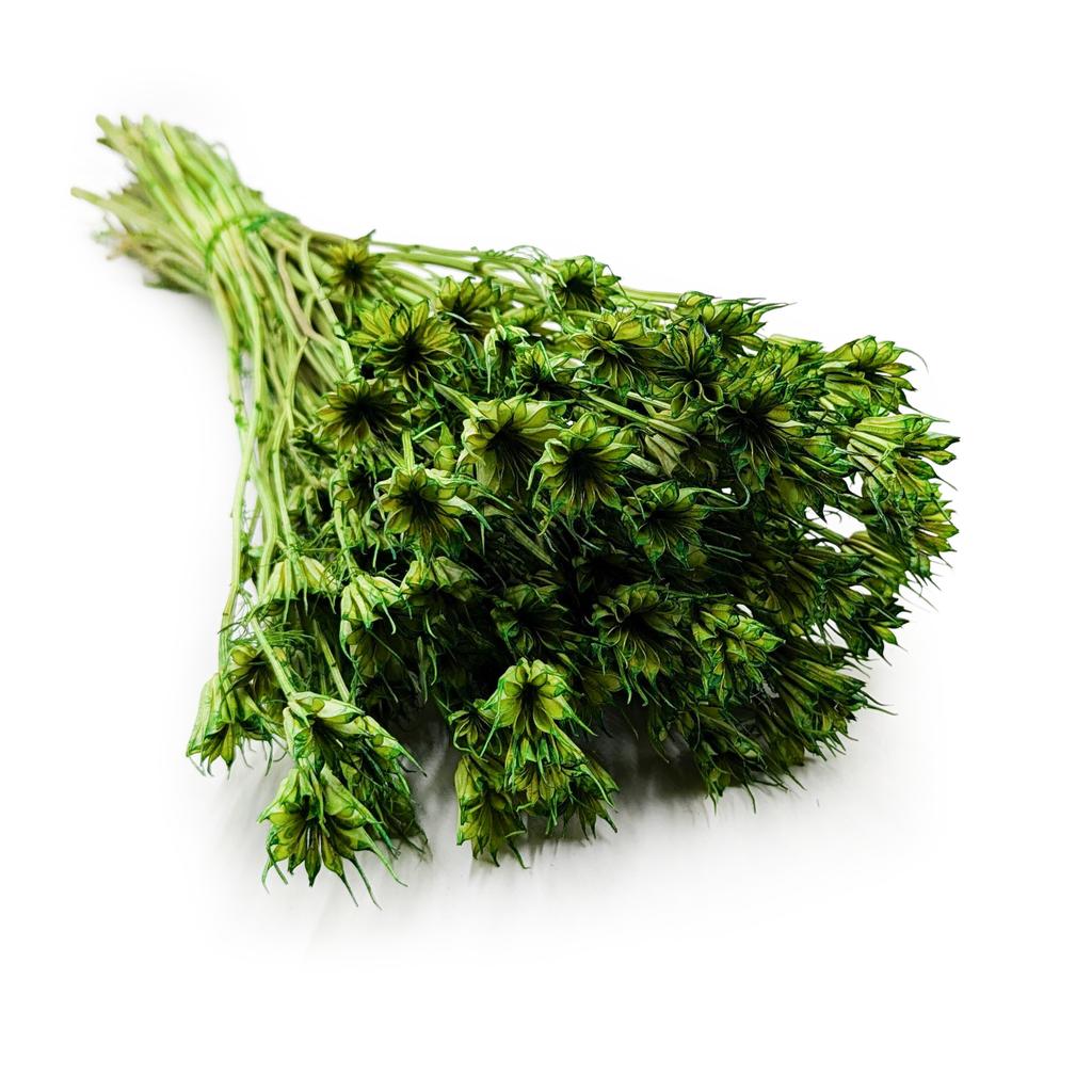 Oriental Black Cumin - (Nigella Orientalis) - Green