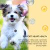 Fish Oil For Dogs Nourishes Skin And Coat Boosts Immune System Heart Support