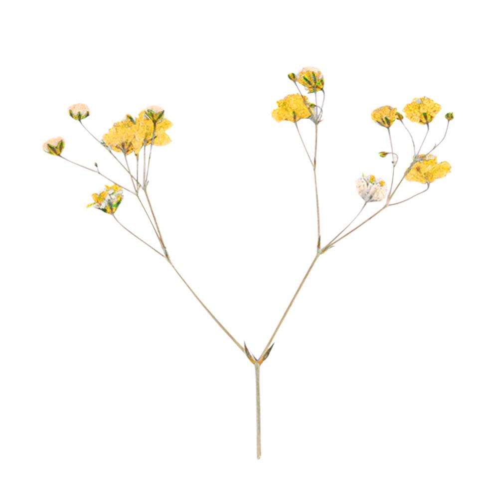 Сушёные цветы для рукоделия 12шт