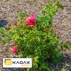 KADAX Поддержка Растений Цветов Садовая Кольцевая Подпорка Стальная
