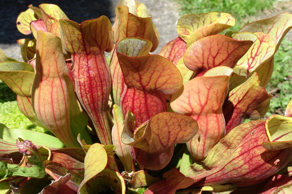 SAFLAX Pitcher Plant Mix - 10 семян - С горшечным субстратом для лучшего выращивания - Sarracenia Mix