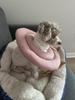 Waterproof Recovery Collar for Cats & Dogs: Anti-Licking Neck Cone, Enlarged & Deepened for Large Pets.