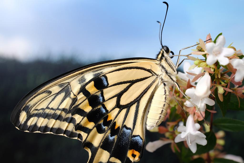 Fujifilm Fujinon XF30mm F2.8 R LM WR Macro