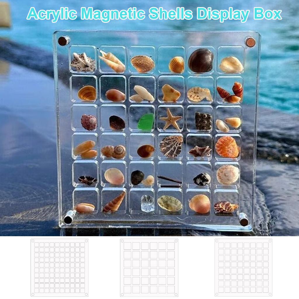 Convenient Acrylic Shell Storage Box Craft Organizer Box Acrylic Magnetic Seashell Display Box for Small Crafts Shell