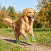 Breathable Dog Mesh Shoes Soft Summer Dog Shoes Anti Slip Dog Shoes for 4PCS/SET Spring Summer