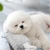 Dog Bed For All Seasons Removable And Washable Small Medium-sized Dog Sleeping Mat Thick Cushion For Autumn And Winter